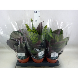 Calathea   ...mix