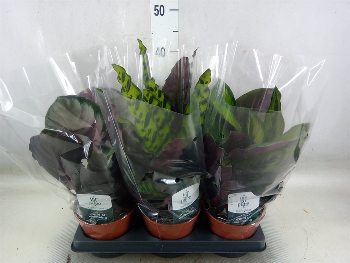 <h4>Calathea   ...mix</h4>