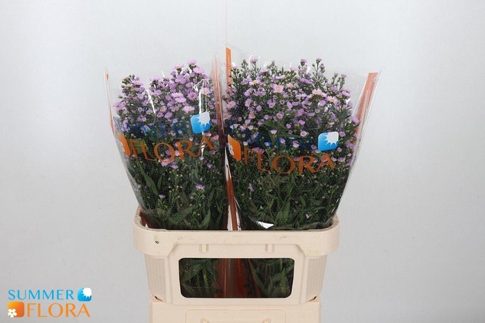 <h4>AST PAINTED LADY</h4>