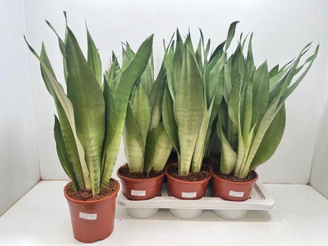 <h4>Sansevieria trifa. 'Moonshine'</h4>