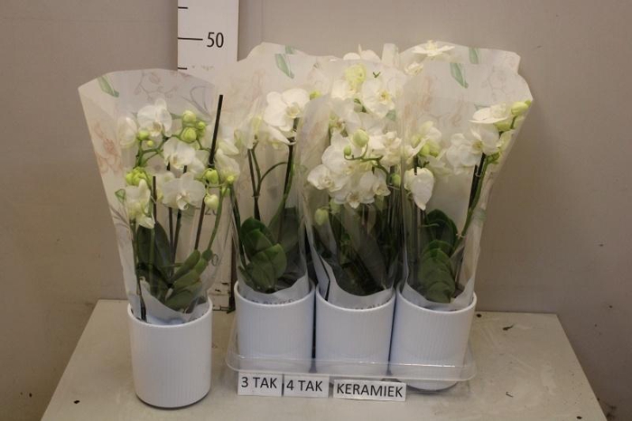 <h4>ARR PHAL MT</h4>