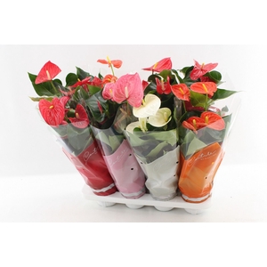 Anthurium Andreanum Grp gemengd 4 kleuren