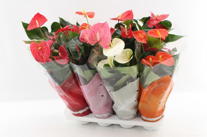 <h4>Anthurium Andreanum Grp gemengd 4 kleuren</h4>