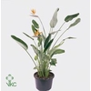 Strelitzia Reginae 40Ø 170cm 12fl