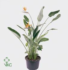 Strelitzia Reginae 40Ø 170cm 12fl
