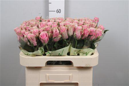 <h4>R Gr Athena Royale</h4>