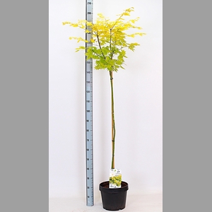 ACER SH JORDAN