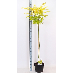 ACER SH JORDAN