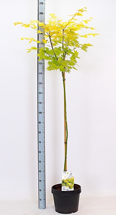 <h4>ACER SH JORDAN</h4>