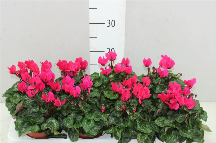 <h4>Cyclamen Kl Roze</h4>