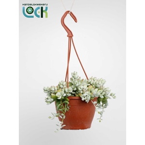 COT PENDENS