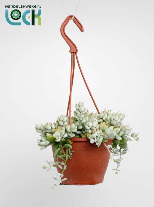 <h4>Cotyledon Pendens</h4>