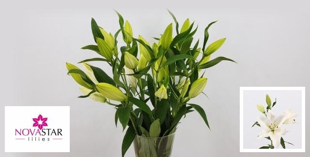 <h4>LI OR SANTANDER</h4>