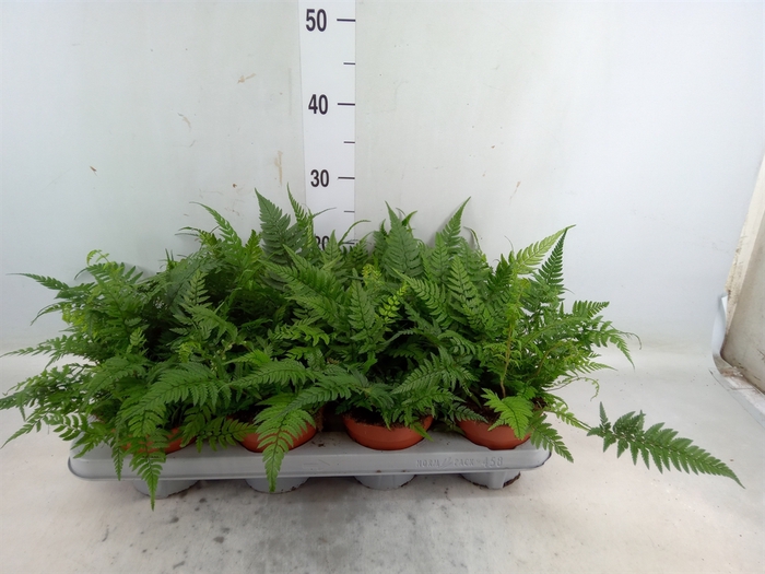 <h4>Athyrium   ...</h4>