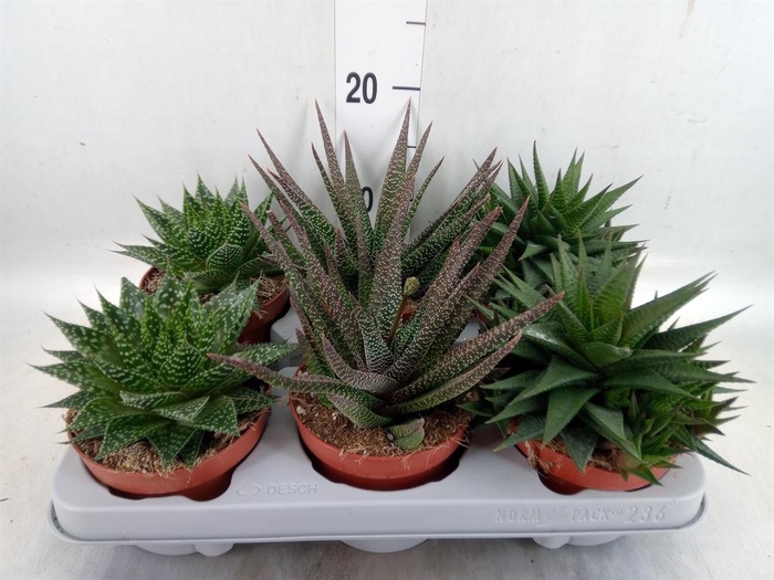 <h4>Aloe   ...mix</h4>