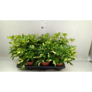 Schefflera arbor. 'Gerda'
