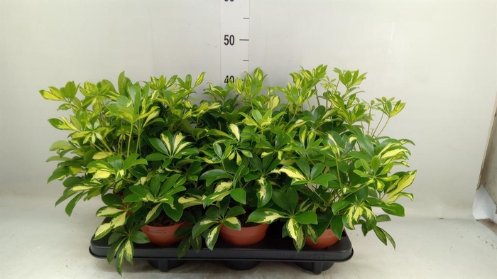 <h4>Schefflera arbor. 'Gerda'</h4>