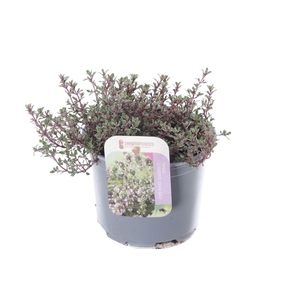 Thymus citr. Silver Queen