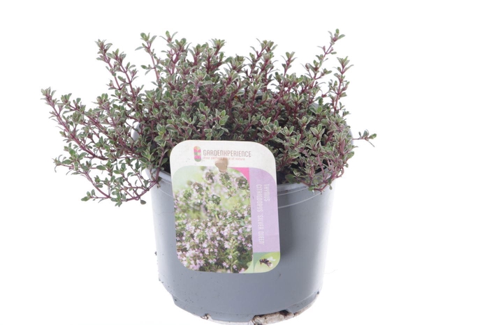 <h4>Thymus citr. Silver Queen</h4>