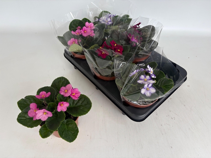 <h4>SAINTP GEM 4 KL</h4>