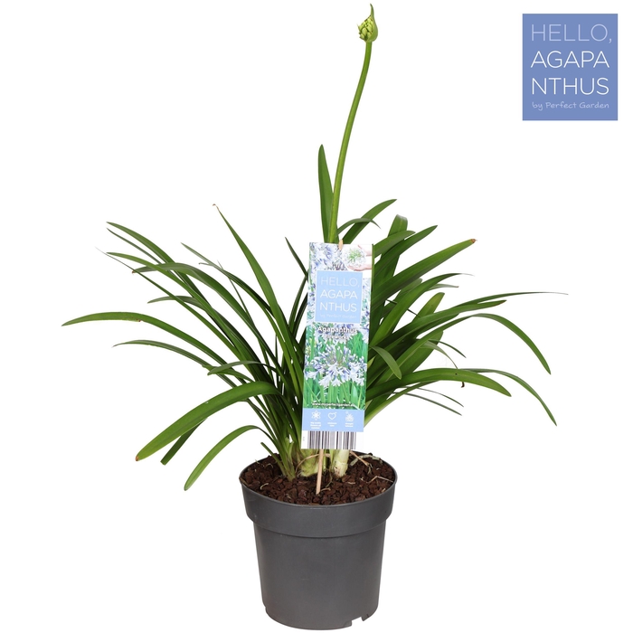 <h4>Agapanthus Fireworks P23</h4>