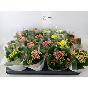 Kalanchoe blos. 'RoyalDon'   ..mix
