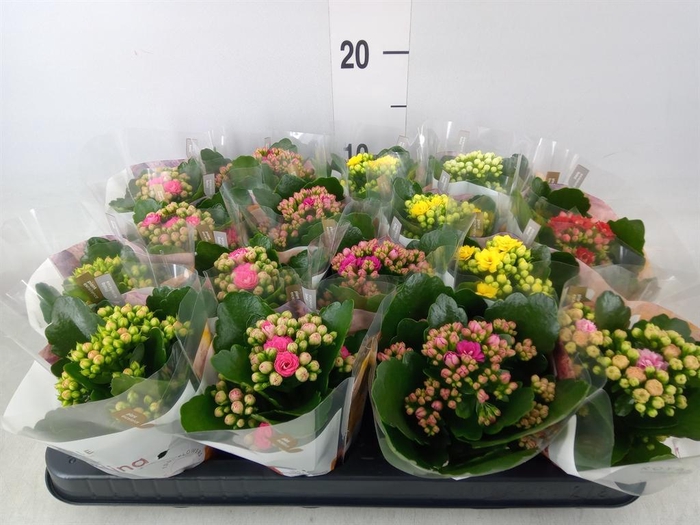 <h4>Kalanchoe blos. 'RoyalDon'   ..mix</h4>
