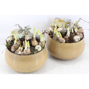 arr4 Narcis MB - Zink bolpot yellow 285/6