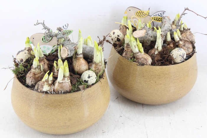 <h4>arr4 Narcis MB - Zink bolpot yellow 285/6</h4>