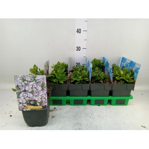 Phlox panic. 'Lilac Flame'