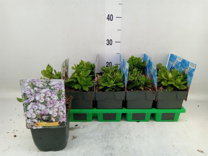 <h4>Phlox panic. 'Lilac Flame'</h4>