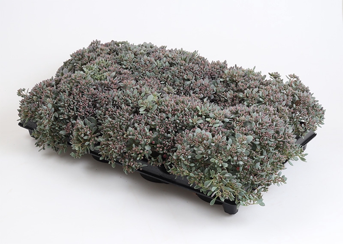 <h4>SEDUM CAUTICOLA PINK P12</h4>