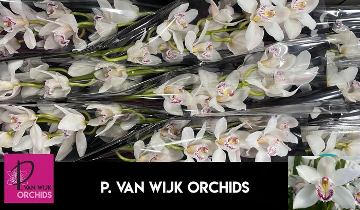 <h4>CYMB T SILVER</h4>