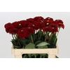 Dahlia Red Fox