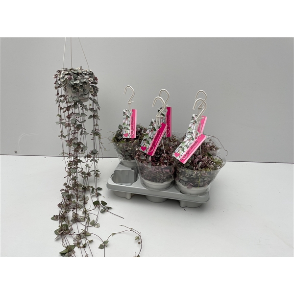 <h4>Ceropegia Woodii Variagata</h4>