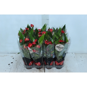 ANTHURIUM MINI MILLION FLOWERS P09