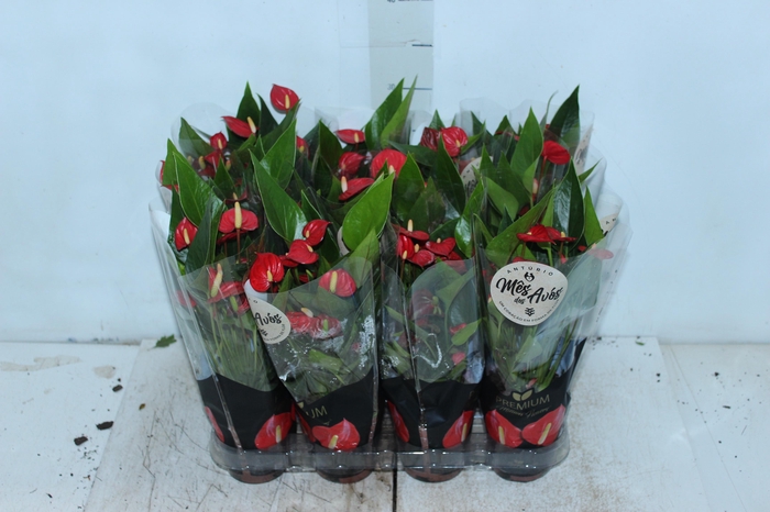 <h4>ANTHURIUM MINI MILLION FLOWERS P09</h4>