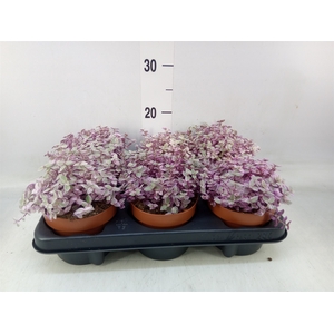 Callisia repens 'Rosato'