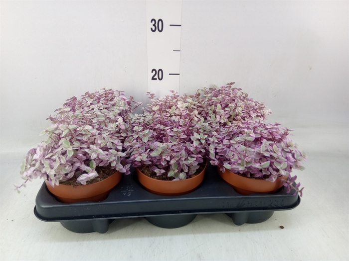 <h4>Callisia repens 'Rosato'</h4>
