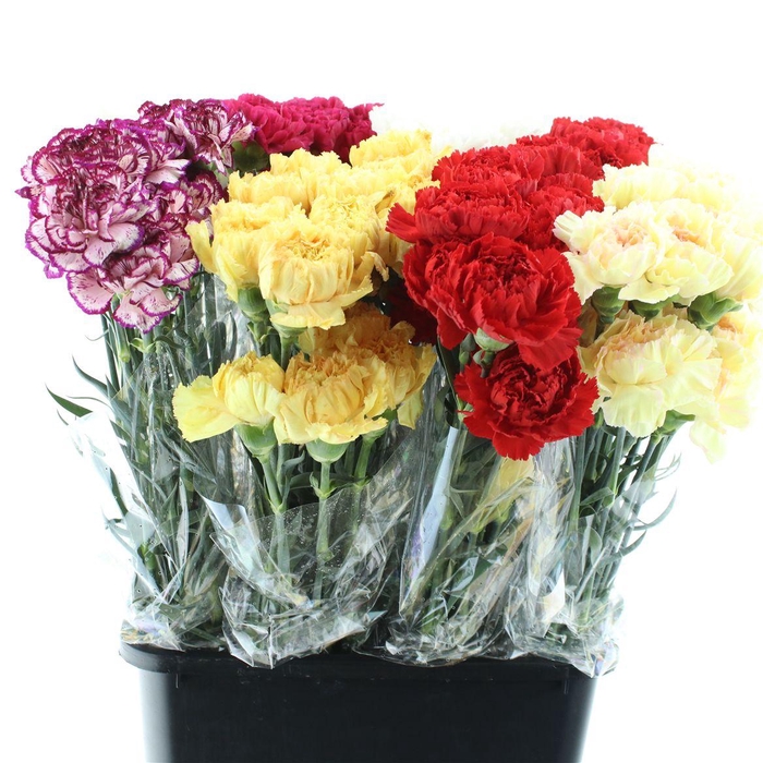 <h4>Di St Gem In Fust X 160</h4>