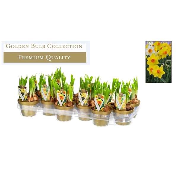 <h4>narcis 10cm mix</h4>