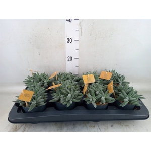 Crassula  'Kraaiepootje'