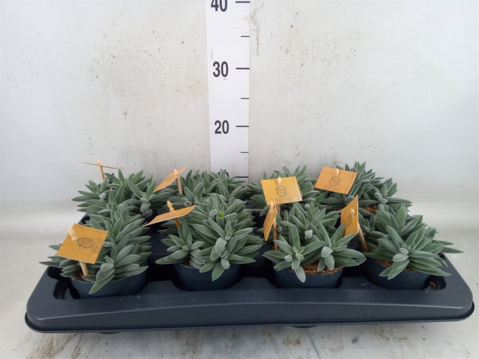 <h4>Crassula  'Kraaiepootje'</h4>