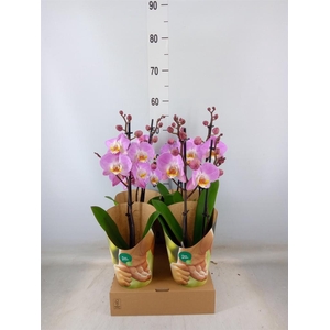 Phalaenopsis   ...rose