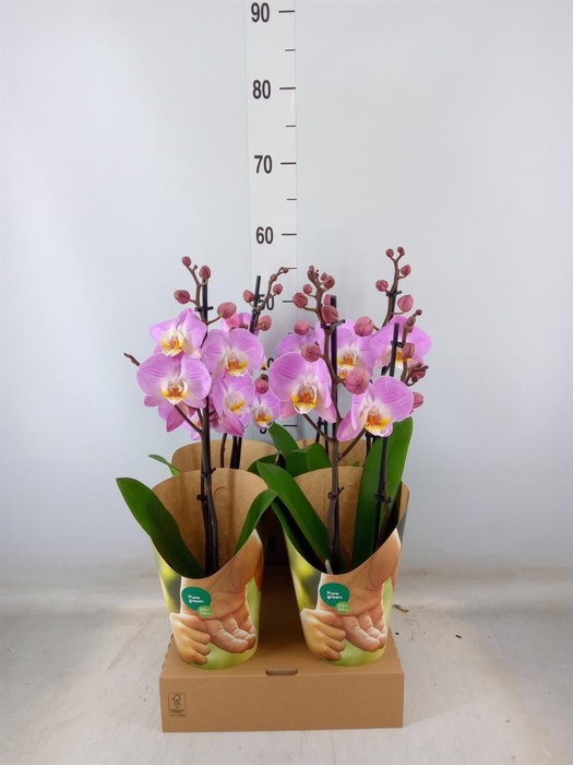 <h4>Phalaenopsis   ...rose</h4>