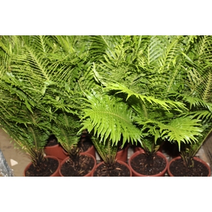 BLECHNUM GIBBUM SILVER LADY P23