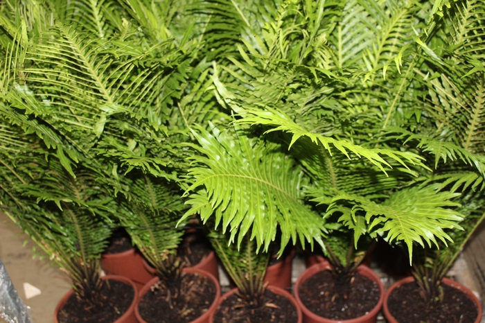 <h4>BLECHNUM GIBBUM SILVER LADY P23</h4>