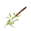 Lysimachia Bordeaux