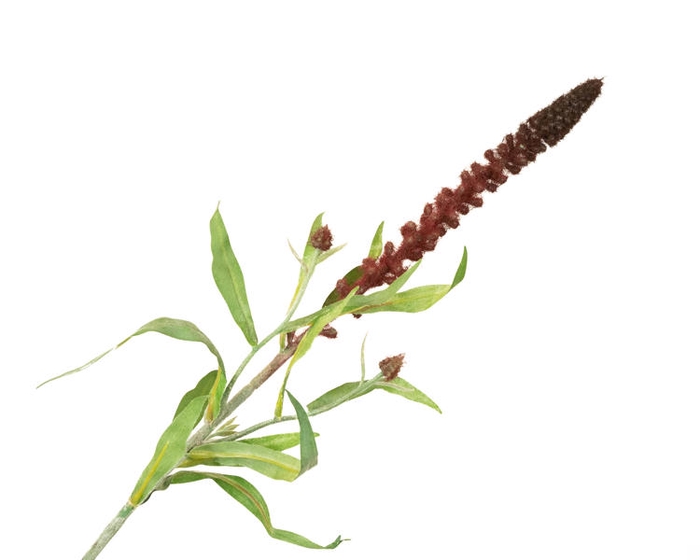 <h4>Lysimachia Bordeaux</h4>