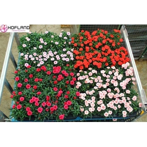 Dianthus  'Oscar'   ...mix